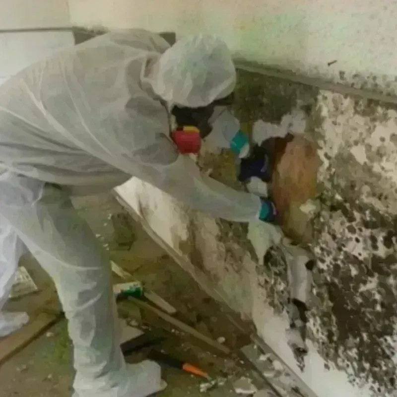 Mold Remediation and Removal in Litchfield, CT